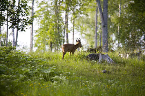 Rådjur äter