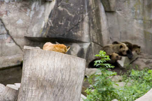 Räv