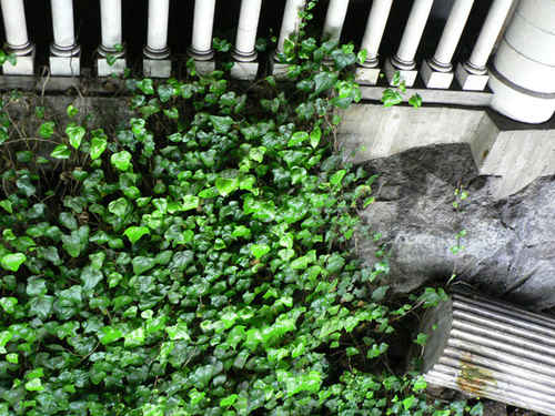 Rankor