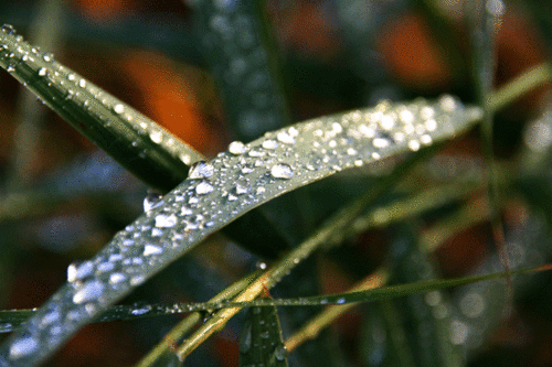 Regn