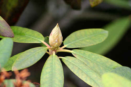 rhododendron