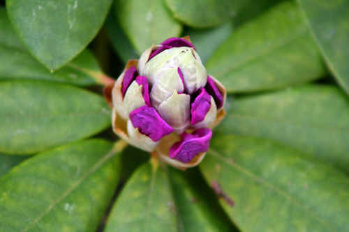 blomma