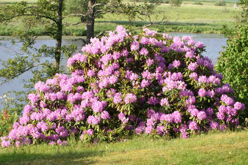 Rhododendron