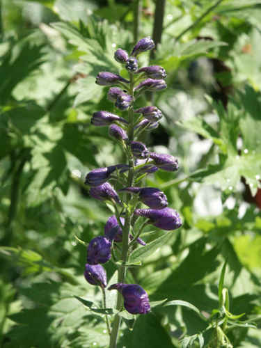 Riddarsporre