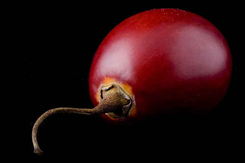 Tamarillo