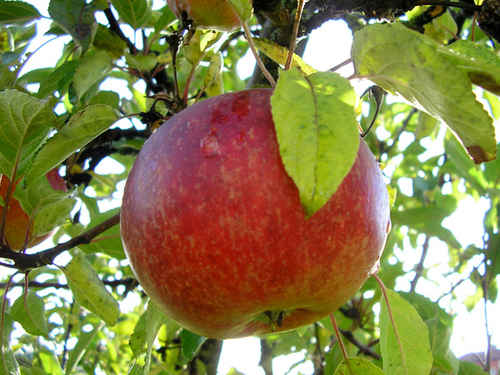 Äpple