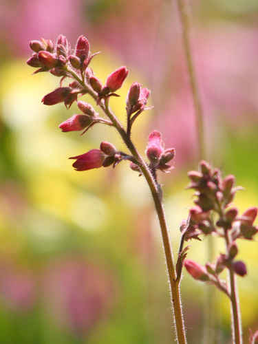 Rosa blommor