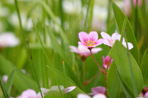 Rosa blommor