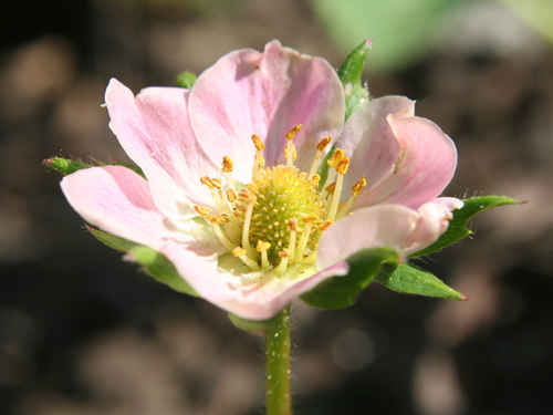 Jordgubbsblomma
