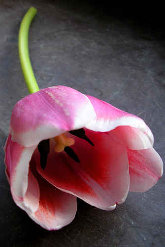 Rosa tulpan
