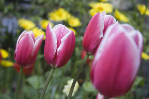 Blommor