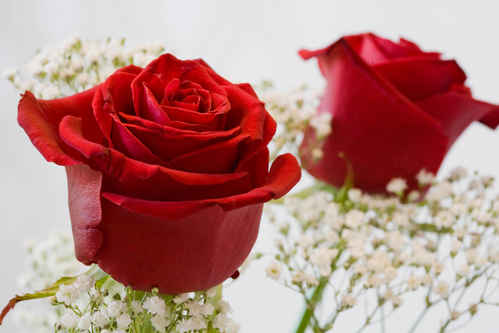 Rosor