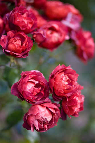 Rosor