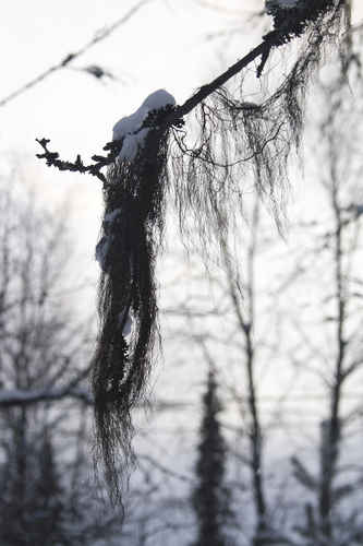 Skägglav