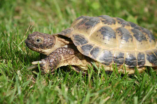Sköldpadda