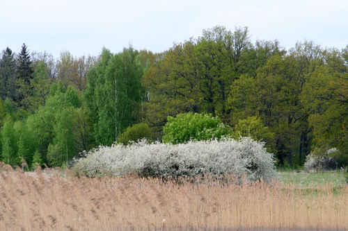 Skog