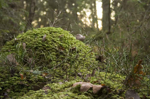Skogsmark