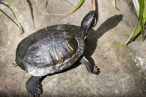 Sköldpadda