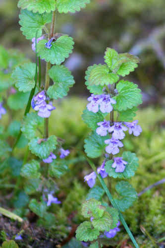 Små blommor