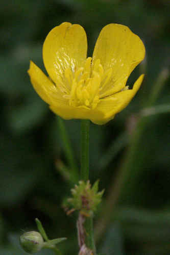 Smörblomma