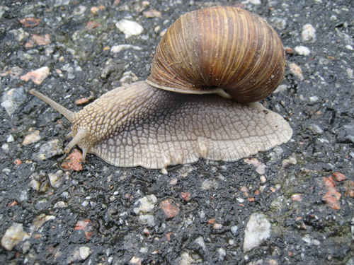 Snigel som kryper