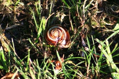 Snigel
