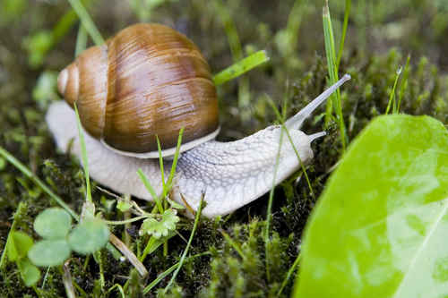 Snigel