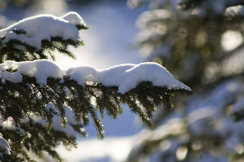 Snöig gran