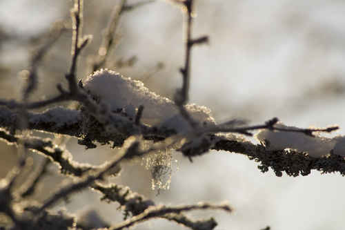 Snöig gren