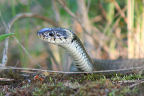 Snok