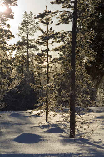 Vinterskog