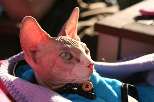 Sphinx
