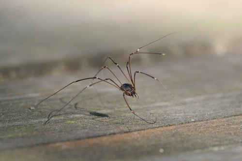 Spindel