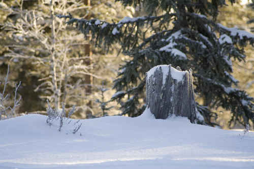 Stubbe