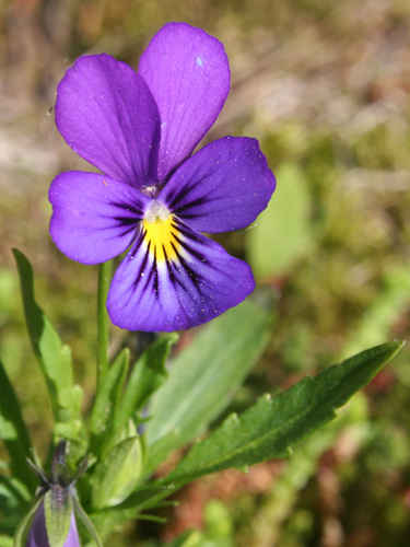 Styvmorsviol