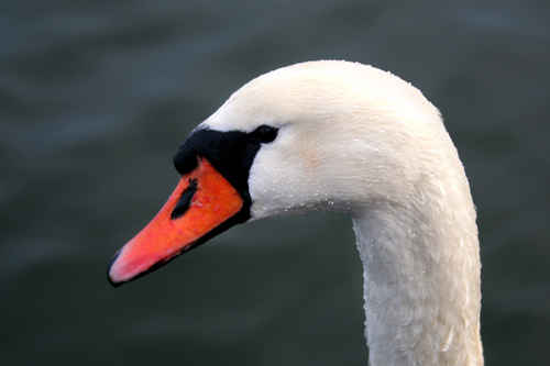 Svan i profil