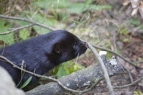Mink