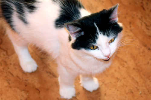 Katt