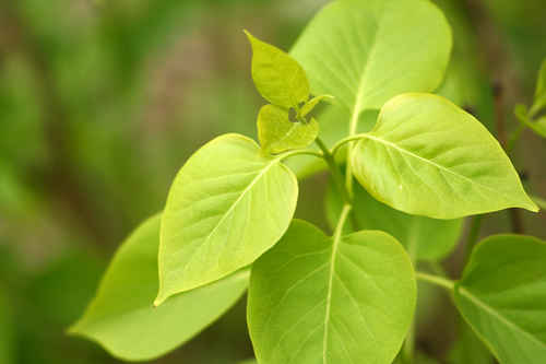 Syrenblad