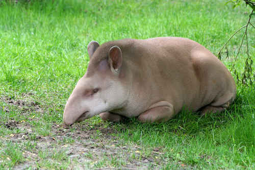 Tapir