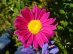 Blomma-med-liten-spindel.jpg