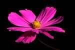 Flower.jpg