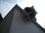 Katt-som-tittar-ned.jpg
