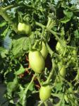 Tomatplantor.jpg