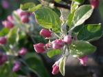 aeppelblommor.jpg