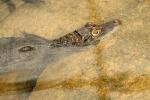 aligator.jpg