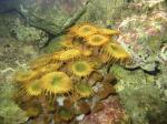 anemoner.jpg