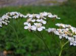 blomma02.jpg