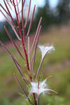 blomma~1.jpg