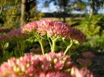 blommor03.jpg